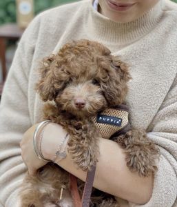 Toy poodle Pups text ***