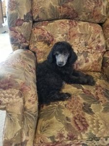 Purebred standard poodles!!!