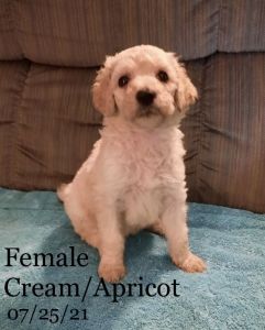 AKC Standard Poodle Puppies