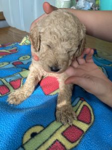 Standard Poodle Puppies