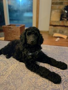 Male Standard Poodle