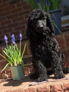 Standard poodle puppies