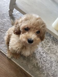 Toy poodle