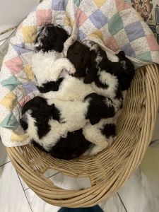 AKC Standard Poodle for sale