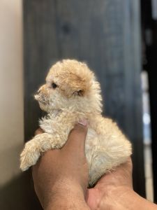 poodles for sale
