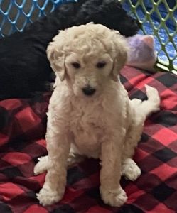 Female standard poodle puppy