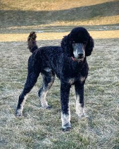 AKC Phantom Poodle