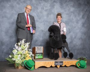 AKC Standard Poodles