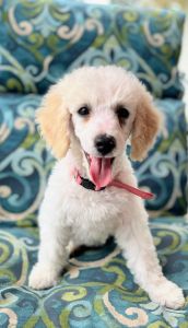 Miniature poodle