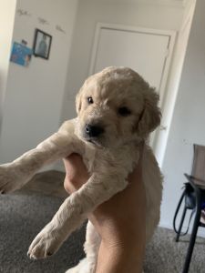 Puppies born July 4 Pom/poodles