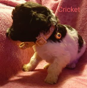 Standard Poodle Puppies available