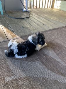 Standard poodles for sale