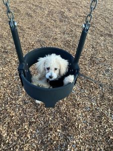 5 month old girl toy poodle