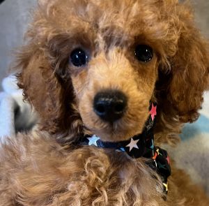 AKC miniature poodles
