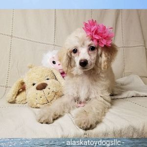 Callie the Toy poodle puppy