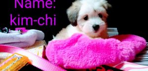 Shih-poo female 10 weeks