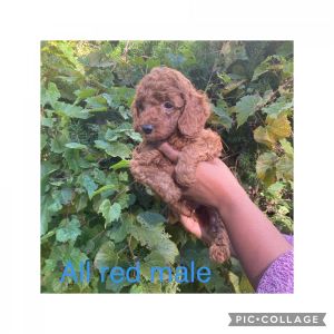 Moyen Reds poodle pups