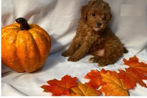 Poodle Puppies For Sale