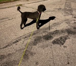 Standard Blk poodle