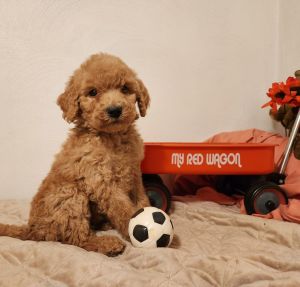 Standard poodle puppies