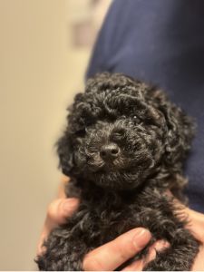 Toy mini poodle