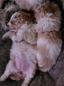 Poodle puppies