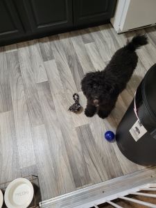 Black male miniature poodle