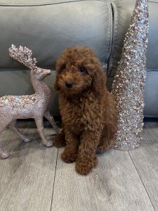 Toy poodle female puppy