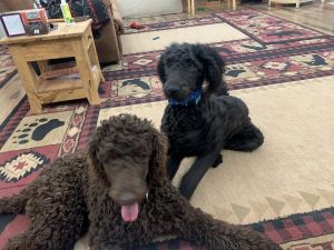 Standard Poodle 8 months