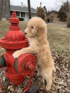 AKC Standard Poodle