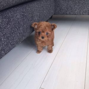 AKc registered Poodle puppies