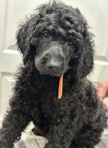 AKC Standard Poodle