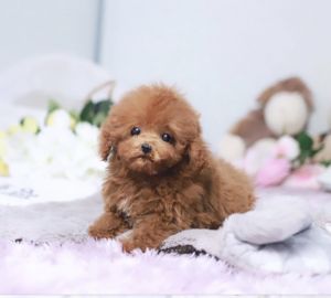 4 LB MALE TEACUP POODLE FOR SALE