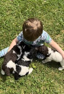 Gorgeous CKC standard parti poodles