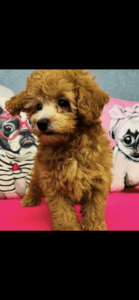Miniature apricot poodle