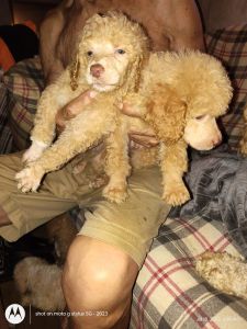 Standard poodle puppies