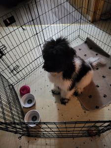 Poodle looking for a home