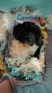 AKC Toy Poodle