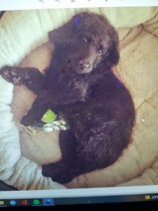 Black Labradoodle for sale