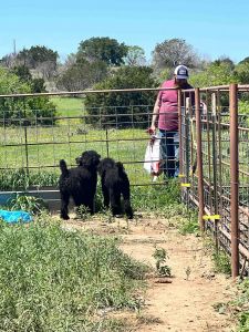 SMALL STANDARD POODLES