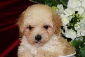 Beautiful Tiny Poodles