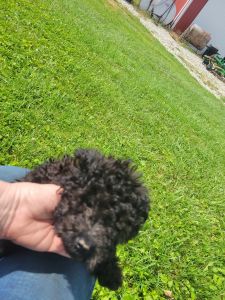 Toy poodle females