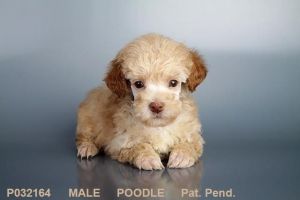 Poodle Puppy