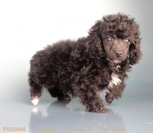 Curly Sue just wants to love love love!