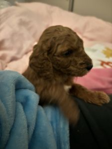 Purebred standard poodle puppies