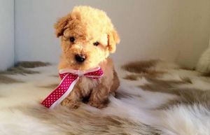 Female Mini Poodle Puppy