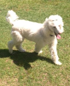 Standard Poodle