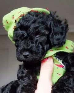 Exceptional Poodle Puppies from a Trusted Breeder