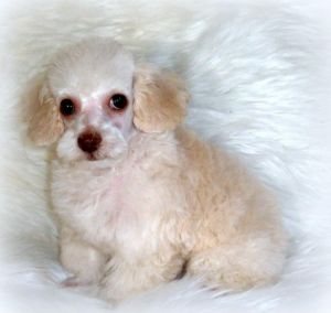 Teacup Male Poodle