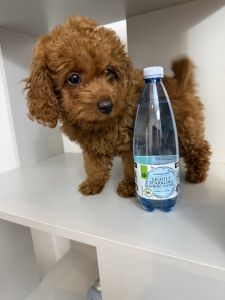 POODLES - MALE & FEMALE - ROBUST, HEALTHY TOILET/DOG DOOR TRAINED